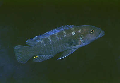 Melanochromis sp. 'robustus mbenji' Mbenji Island